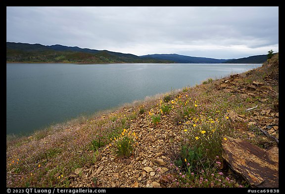 Wildflowers on the shore of Indian Valley Reservoir. Berryessa Snow Mountain National Monument, California, USA (color)