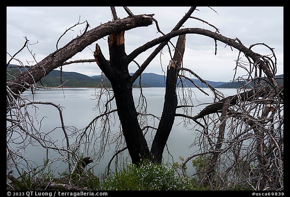 Dead tree on the shore of Indian Valley Reservoir. Berryessa Snow Mountain National Monument, California, USA (color)