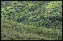 Molok Luyuk Hillsides. Berryessa Snow Mountain National Monument, California, USA ( color)