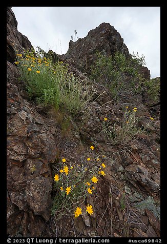 Sunflowers and Signal Rock. Berryessa Snow Mountain National Monument, California, USA (color)