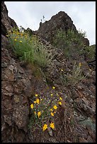 Sunflowers and Signal Rock. Berryessa Snow Mountain National Monument, California, USA ( color)