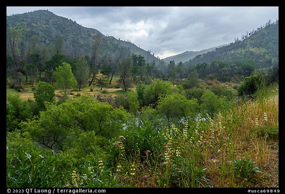 Lupine, Cache Creek Canyon. Berryessa Snow Mountain National Monument, California, USA (color)