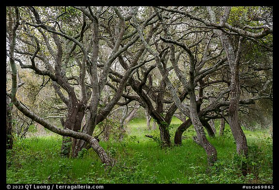 Coast live oak grove. California, USA