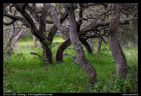 Hobbit forest full of twisted oak. California, USA