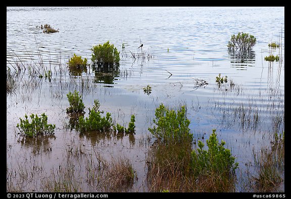 Aquatic plants and bird in pond. California, USA