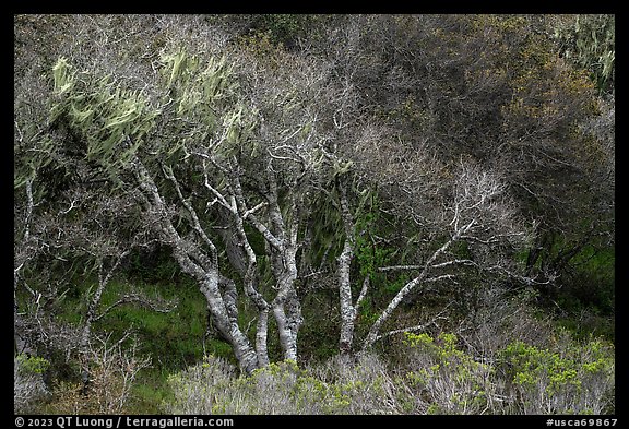 Bare tree in forest. California, USA