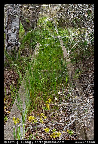 Overgrown horse water trough. California, USA