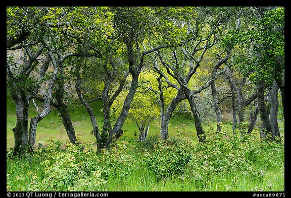Newly leafed coast live oak trees. California, USA