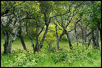 Newly leafed coast live oak trees. California, USA ( color)