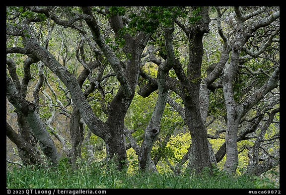 Twisted trunks of coast live oak trees in early spring. California, USA