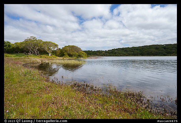 Pond borded by coast live oak trees in the spring. California, USA (color)