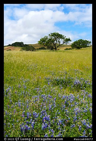 Lupines and oak trees. California, USA