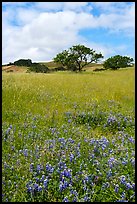Lupines and oak trees. California, USA ( color)