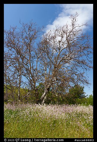 Wildflowers and sycamore trees. California, USA (color)