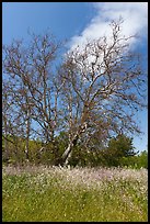 Wildflowers and sycamore trees. California, USA ( color)