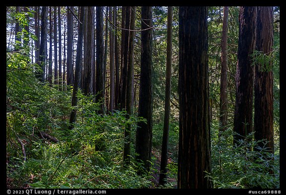 Dense redwood trees grove. Cotoni-Coast Dairies Unit, California Coastal National Monument, California, USA