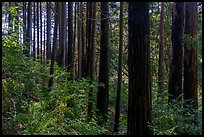 Dense redwood trees grove. Cotoni-Coast Dairies Unit, California Coastal National Monument, California, USA ( color)