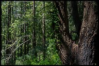 Thick forest grove. Cotoni-Coast Dairies Unit, California Coastal National Monument, California, USA ( color)