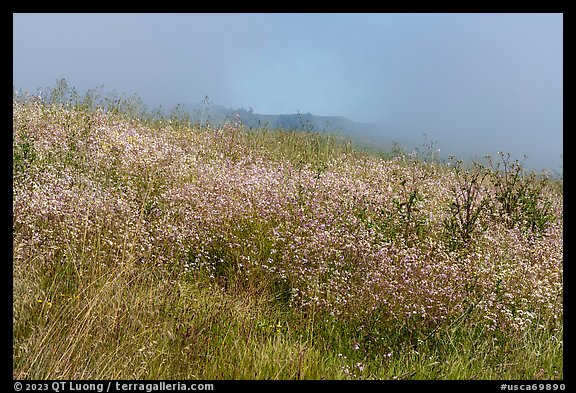 Wildflowers, marine layer, and hills. Cotoni-Coast Dairies Unit, California Coastal National Monument, California, USA (color)