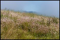 Wildflowers, marine layer, and hills. Cotoni-Coast Dairies Unit, California Coastal National Monument, California, USA ( color)