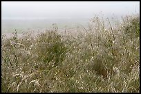 Wildflowers and marine layer fog. Cotoni-Coast Dairies Unit, California Coastal National Monument, California, USA ( color)
