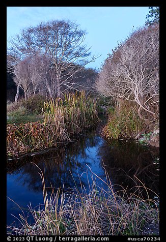Stream and trees in winter. Point Reyes National Seashore, California, USA (color)