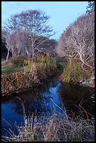 Stream and trees in winter. Point Reyes National Seashore, California, USA ( color)