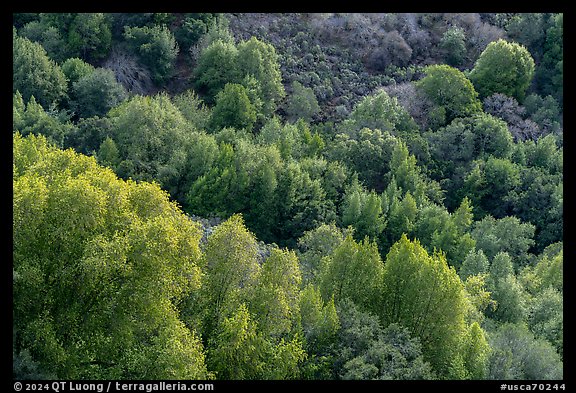 Trees on hillside in late winter, Evergreen hills. San Jose, California, USA (color)