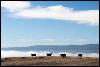 Cows and low fog over South Coyote Valley, Coyote Ridge Open Space Preserve. California, USA ( color)