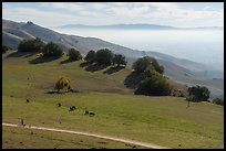 Trail, pasture with cows, Silicon Valley, Mission Peak Regional Preserve. California, USA ( color)
