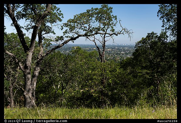 San Jose skyline through trees, Heintz Open Space. San Jose, California, USA (color)