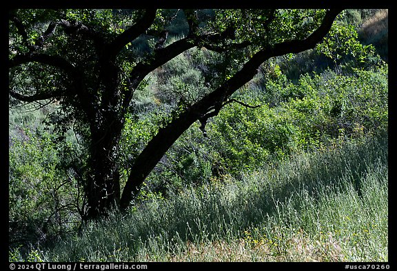 Grasses and oak tree in spring, Almaden Quicksilver County Park. San Jose, California, USA (color)