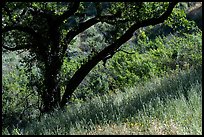 Grasses and oak tree in spring, Almaden Quicksilver County Park. San Jose, California, USA ( color)