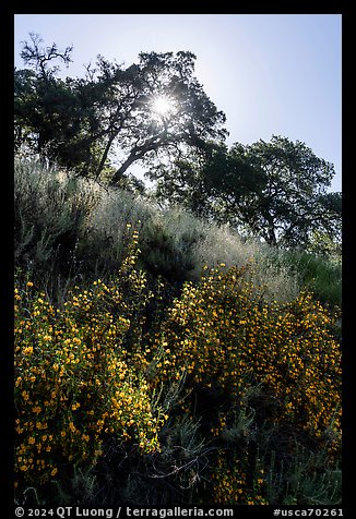 Flowering shurbs, oak trees, and sun, Almaden Quicksilver County Park. San Jose, California, USA
