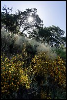 Flowering shurbs, oak trees, and sun, Almaden Quicksilver County Park. San Jose, California, USA ( color)