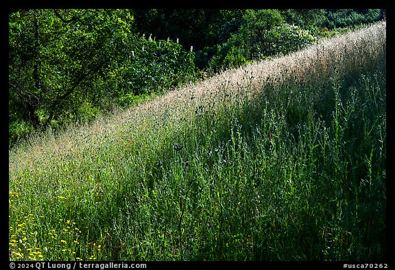 Grasses in spring, Almaden Quicksilver County Park. San Jose, California, USA (color)