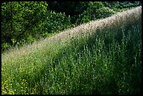 Grasses in spring, Almaden Quicksilver County Park. San Jose, California, USA ( color)