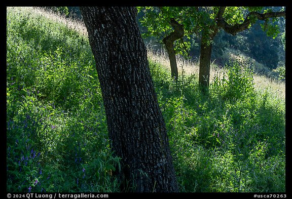 Tree trunks and grasses in spring, Almaden Quicksilver County Park. San Jose, California, USA (color)