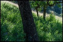 Tree trunks and grasses in spring, Almaden Quicksilver County Park. San Jose, California, USA ( color)