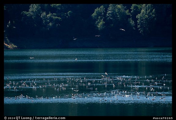 Birds in Guadalupe Reservoir, Almaden Quicksilver County Park. San Jose, California, USA (color)