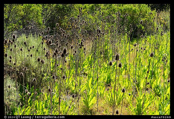 Cattails, Almaden Quicksilver County Park. San Jose, California, USA (color)