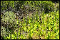 Cattails, Almaden Quicksilver County Park. San Jose, California, USA ( color)