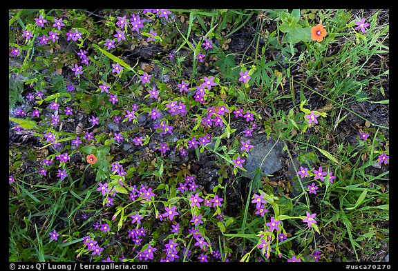 Wildflowers, Almaden Quicksilver County Park. San Jose, California, USA (color)