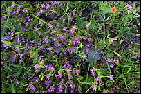 Wildflowers, Almaden Quicksilver County Park. San Jose, California, USA ( color)