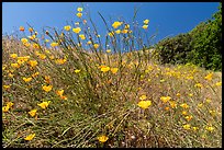 California Poppies, Almaden Quicksilver County Park. San Jose, California, USA ( color)