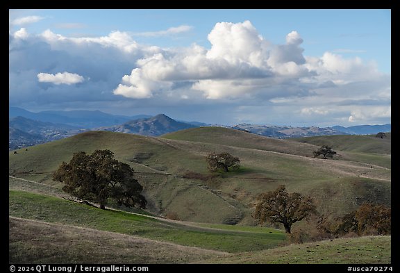 Hills with oaks, Coyote Lake Harvey Bear Ranch County Park. California, USA