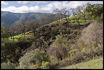 Hillside with oaks in early spring, Santa Rosa Open Space. San Jose, California, USA ( color)
