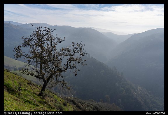 Tree and Alum Rock Canyon, Sierra Vista Open Space Preserve. San Jose, California, USA (color)