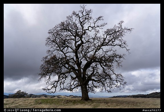 Bare oak tree, Joseph Grant County Park. San Jose, California, USA (color)