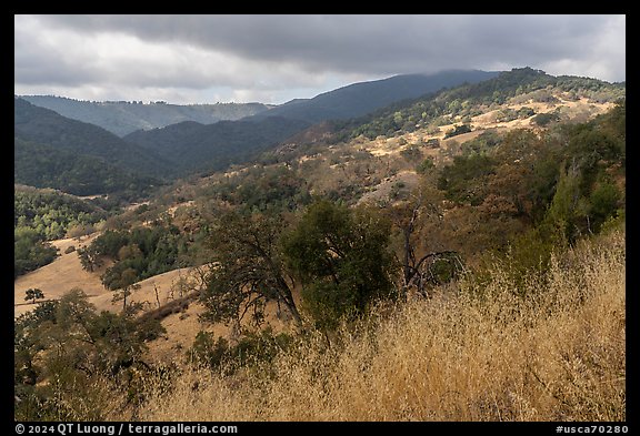 Hills with grasses and oak trees in summer, Canada del Oro Open Space Preserve. California, USA (color)